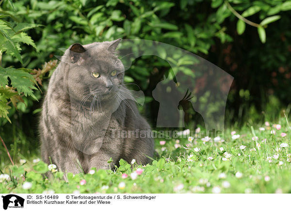 Britisch Kurzhaar Kater auf der Wiese / british shorthair tomcat in the meadow / SS-16489