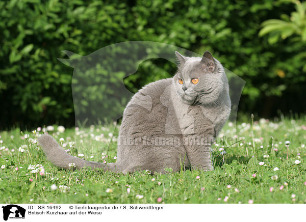 Britisch Kurzhaar auf der Wiese / british shorthair in the meadow / SS-16492