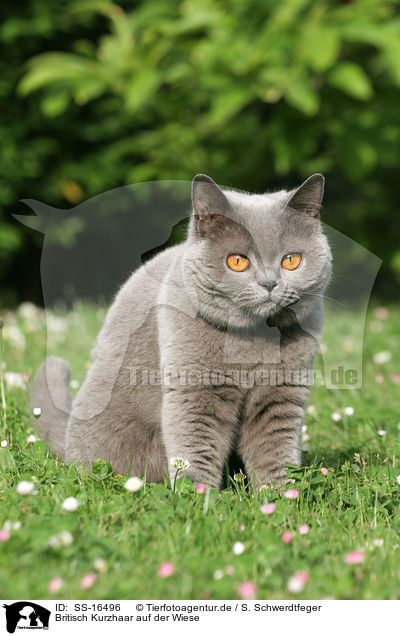 Britisch Kurzhaar auf der Wiese / british shorthair in the meadow / SS-16496