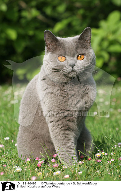 Britisch Kurzhaar auf der Wiese / british shorthair in the meadow / SS-16499