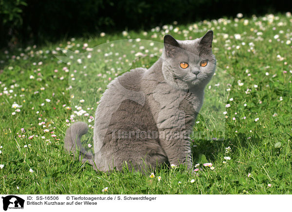 Britisch Kurzhaar auf der Wiese / british shorthair in the meadow / SS-16506