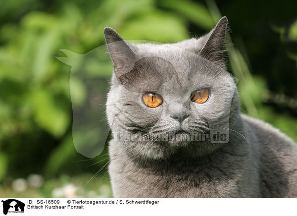 Britisch Kurzhaar Portrait / british shorthair portrait / SS-16509