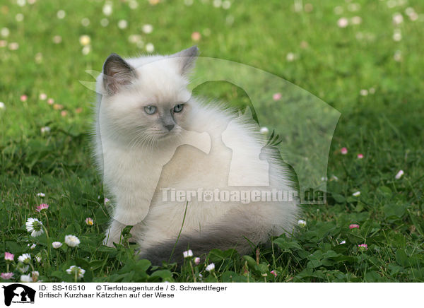 Britisch Kurzhaar Ktzchen auf der Wiese / British shorthair kitten in the meadow / SS-16510