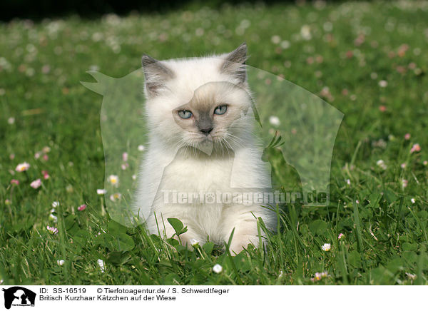 Britisch Kurzhaar Ktzchen auf der Wiese / British shorthair kitten in the meadow / SS-16519