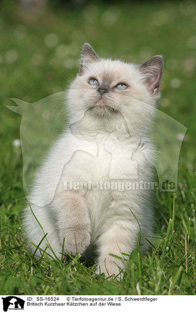 Britisch Kurzhaar Ktzchen auf der Wiese / British shorthair kitten in the meadow / SS-16524