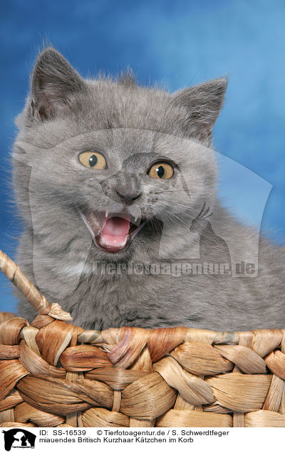 miauendes Britisch Kurzhaar Ktzchen im Korb / mewing british shorthair kitten in basket / SS-16539