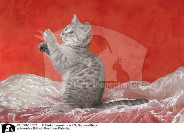 spielendes Britisch Kurzhaar Ktzchen / playing british shorthair kitten / SS-16602