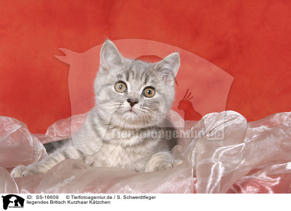 liegendes Britisch Kurzhaar Ktzchen / lying british shorthair kitten / SS-16609