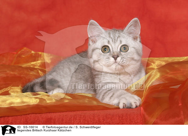 liegendes Britisch Kurzhaar Ktzchen / lying british shorthair kitten / SS-16614