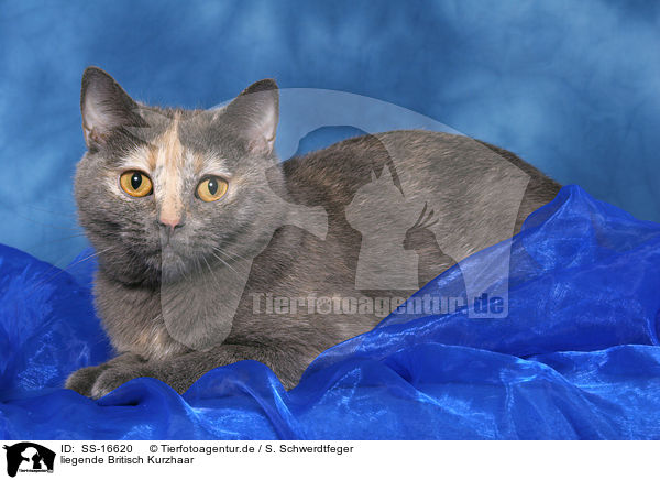 liegende Britisch Kurzhaar / lying british shorthair / SS-16620