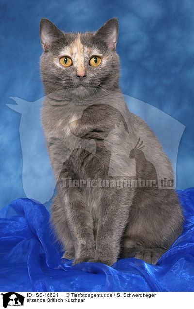 sitzende Britisch Kurzhaar / sitting british shorthair / SS-16621