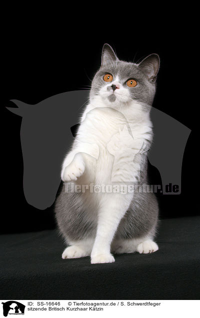 sitzende Britisch Kurzhaar Ktzin / sitting british shorthair / SS-16646