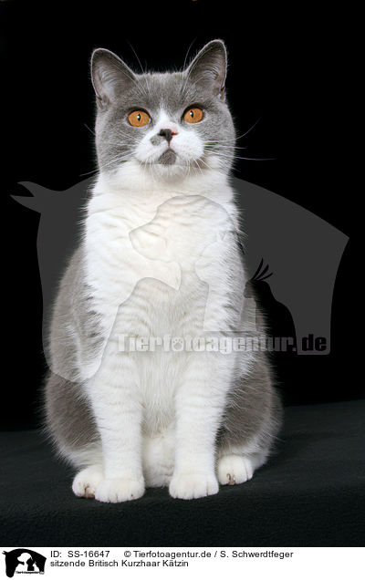 sitzende Britisch Kurzhaar Ktzin / sitting british shorthair / SS-16647