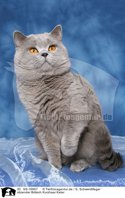 sitzender Britisch Kurzhaar Kater / sitting british shorthaired tomcat / SS-16667