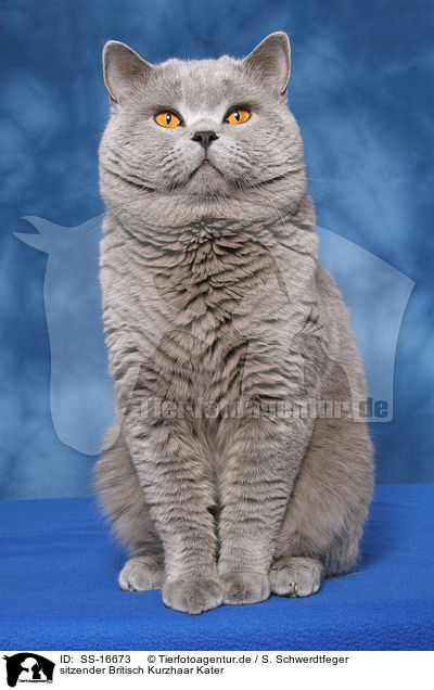 sitzender Britisch Kurzhaar Kater / sitting british shorthaired tomcat / SS-16673