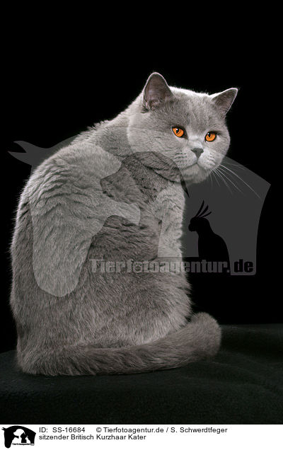 sitzender Britisch Kurzhaar Kater / sitting british shorthaired tomcat / SS-16684