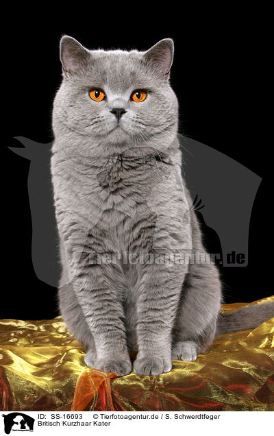 Britisch Kurzhaar Kater / british shorthaired tomcat / SS-16693