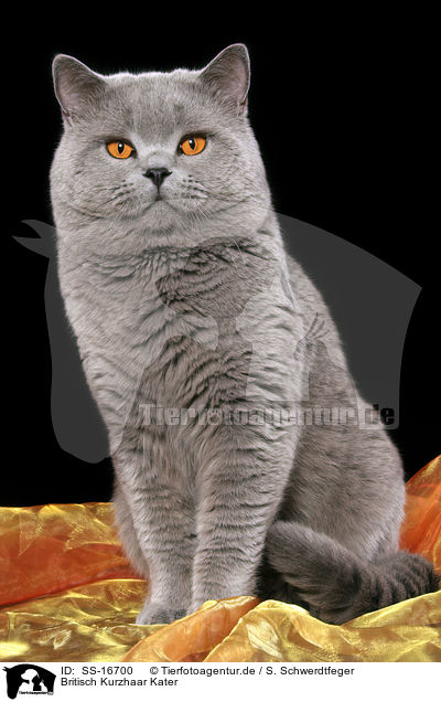 Britisch Kurzhaar Kater / british shorthaired tomcat / SS-16700