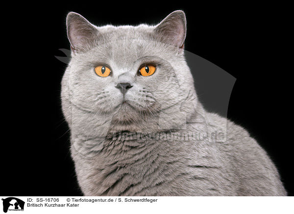 Britisch Kurzhaar Kater / british shorthaired tomcat / SS-16706