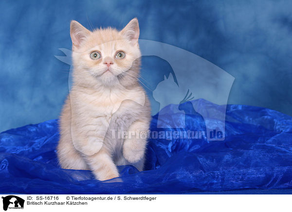 Britisch Kurzhaar Ktzchen / british shorthair kitten / SS-16716