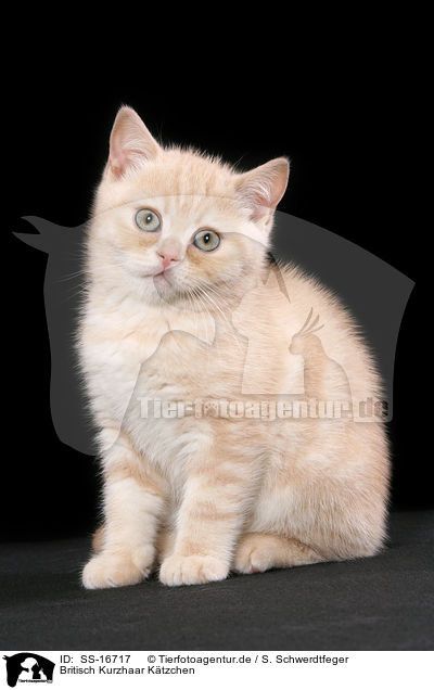 Britisch Kurzhaar Ktzchen / british shorthair kitten / SS-16717