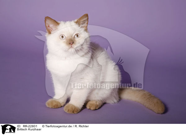 Britisch Kurzhaar / british shorthair / RR-22801