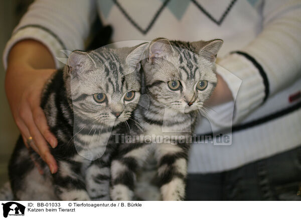 Katzen beim Tierarzt / BB-01033