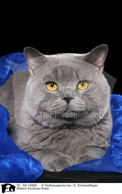 Britisch Kurzhaar Kater / British Shorthair tomcat / SS-18888