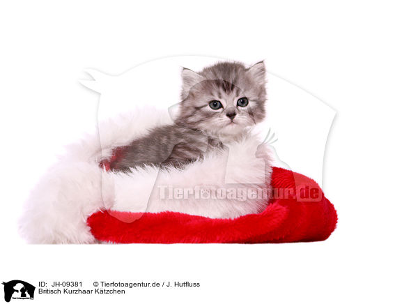 Britisch Kurzhaar Ktzchen / British Shorthair Kitten / JH-09381