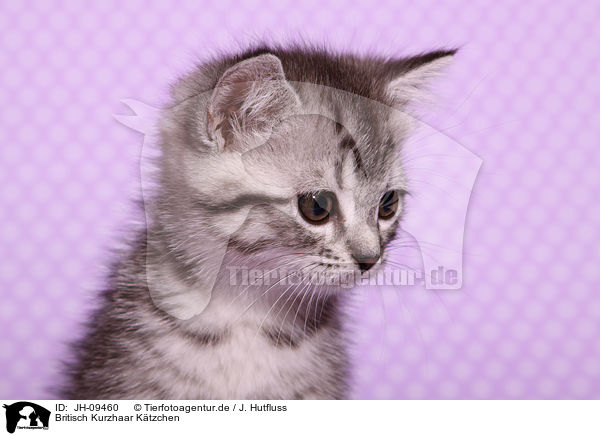 Britisch Kurzhaar Ktzchen / British Shorthair Kitten / JH-09460