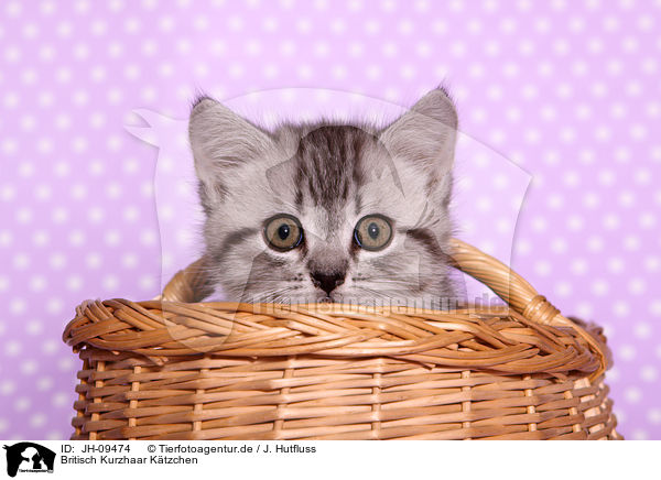 Britisch Kurzhaar Ktzchen / British Shorthair Kitten / JH-09474