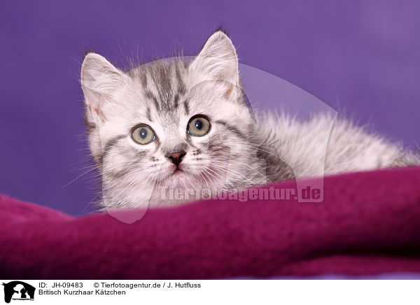 Britisch Kurzhaar Ktzchen / British Shorthair Kitten / JH-09483
