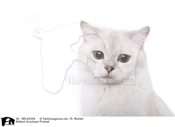 Britisch Kurzhaar Portrait / British Shorthair Portrait / RR-29346