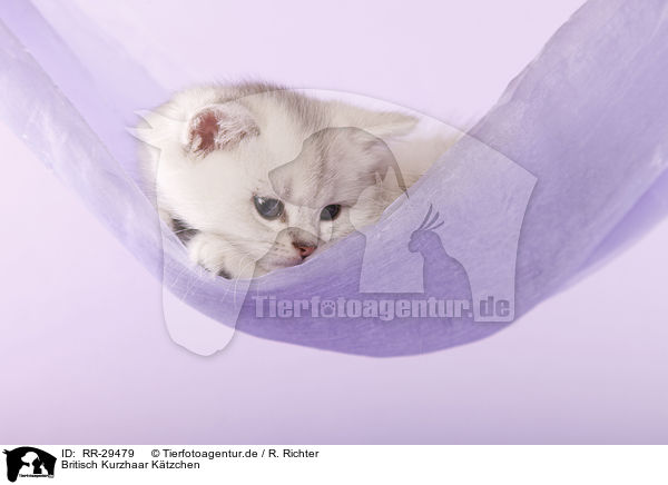 Britisch Kurzhaar Ktzchen / British Shorthair Kitten / RR-29479