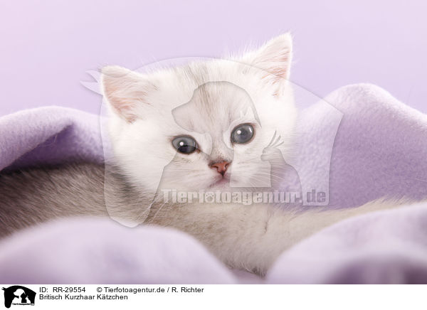 Britisch Kurzhaar Ktzchen / British Shorthair Kitten / RR-29554