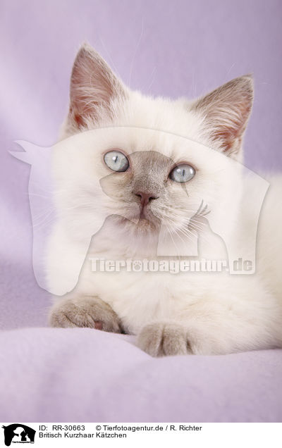 Britisch Kurzhaar Ktzchen / british shorthair kitten / RR-30663