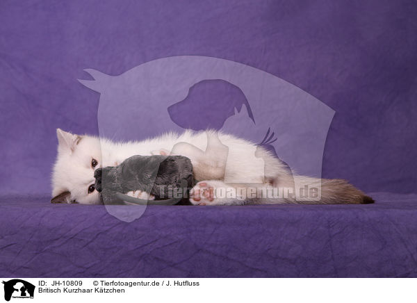 Britisch Kurzhaar Ktzchen / British Shorthair Kitten / JH-10809