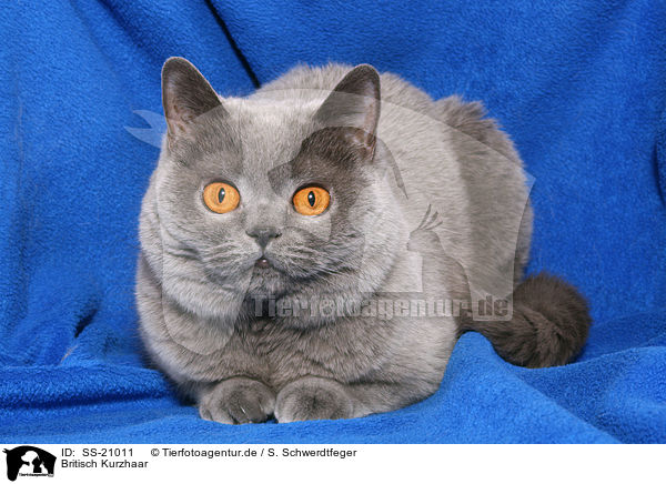 Britisch Kurzhaar / British Shorthair / SS-21011