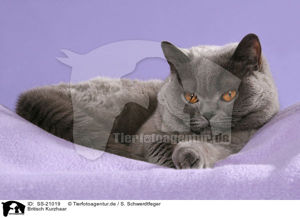 Britisch Kurzhaar / British Shorthair / SS-21019