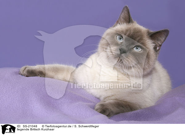 Britisch Kurzhaar / British Shorthair / SS-21048