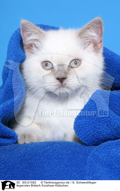 Britisch Kurzhaar Ktzchen / British Shorthair Kitten / SS-21082