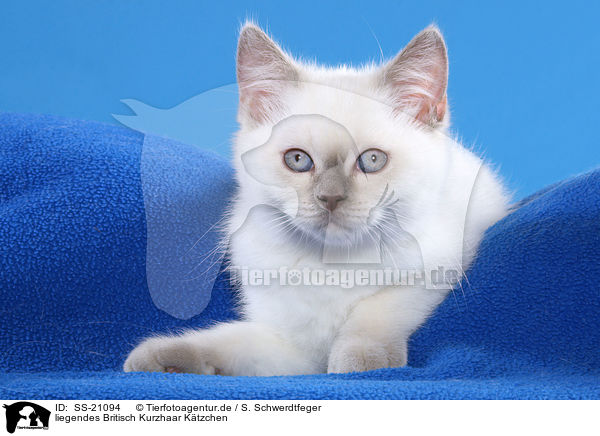 Britisch Kurzhaar Ktzchen / British Shorthair Kitten / SS-21094