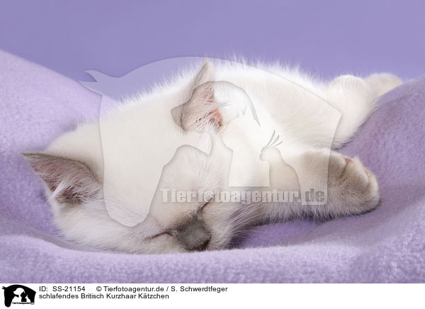 Britisch Kurzhaar Ktzchen / British Shorthair Kitten / SS-21154