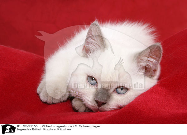 Britisch Kurzhaar Ktzchen / British Shorthair Kitten / SS-21155