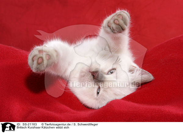 Britisch Kurzhaar Ktzchen / British Shorthair Kitten / SS-21163