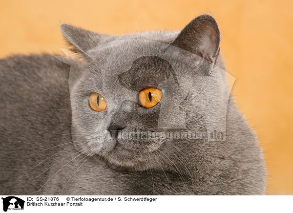 Britisch Kurzhaar Portrait / British Shorthair Portrait / SS-21876