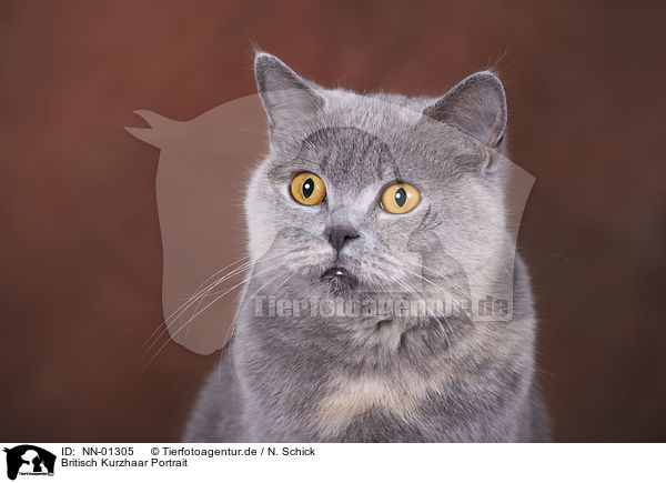 Britisch Kurzhaar Portrait / British Shorthair Portrait / NN-01305