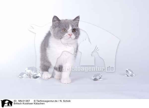 Britisch Kurzhaar Ktzchen / British Shorthair kitten / NN-01367