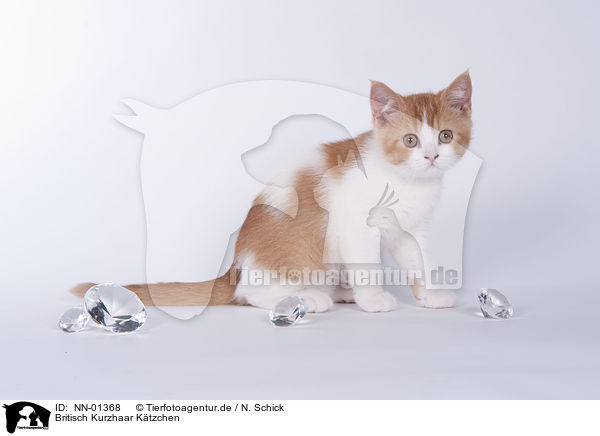 Britisch Kurzhaar Ktzchen / British Shorthair kitten / NN-01368