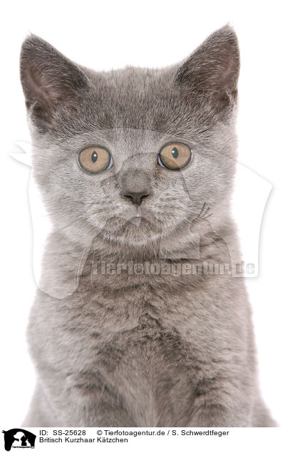 Britisch Kurzhaar Ktzchen / British Shorthair Kitten / SS-25628